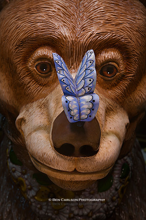Honey Bear Butterfly